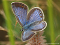 Hauhechel-Bläuling (Polyommatus icarus), Weibchen - DE (SH)