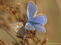 Hauhechel-Bläuling (Polyommatus icarus), Weibchen und Männchen - DE (SH)