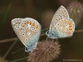 Hauhechel-Bläuling (Polyommatus icarus), zwei Männchen - DE (SH)