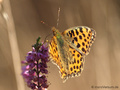 Kleiner Perlmuttfalter (Issoria lathonia) - DE (NI)