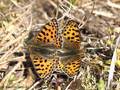 Kleiner Perlmuttfalter (Issoria lathonia), Kopula - DE (MV)