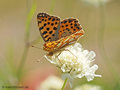 Kleiner Perlmuttfalter (Issoria lathonia) - DE (MV)