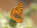 Kleiner Perlmuttfalter (Issoria lathonia) - DE (MV)