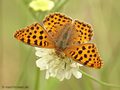 Kleiner Perlmuttfalter (Issoria lathonia) - DE (MV)