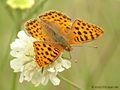 Kleiner Perlmuttfalter (Issoria lathonia) - DE (MV)