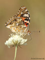 Distelfalter (Vanessa cardui) - DE (MV)