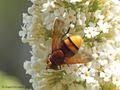 Große Waldschwebfliege, Hornissenschwebfliege (Volucella zonaria), Weibchen - DE (HH) 