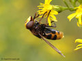 Große Waldschwebfliege, Hornissenschwebfliege (Volucella zonaria), Weibchen - FR (Korsika, Balagne)