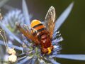 Große Waldschwebfliege, Hornissenschwebfliege (Volucella zonaria), Weibchen - DE (HH) 