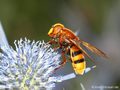 Große Waldschwebfliege, Hornissenschwebfliege (Volucella zonaria), Weibchen - DE (HH) 