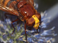 Große Waldschwebfliege, Hornissenschwebfliege (Volucella zonaria), Weibchen - DE (HH) 