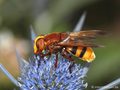 Große Waldschwebfliege, Hornissenschwebfliege (Volucella zonaria), Weibchen - DE (HH) 