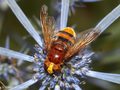 Große Waldschwebfliege, Hornissenschwebfliege (Volucella zonaria), Weibchen - DE (HH) 