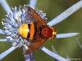 Große Waldschwebfliege, Hornissenschwebfliege (Volucella zonaria), Weibchen - DE (HH) 