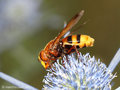 Große Waldschwebfliege, Hornissenschwebfliege (Volucella zonaria), Weibchen - DE (HH) 
