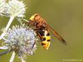 Große Waldschwebfliege, Hornissenschwebfliege (Volucella zonaria), Weibchen - DE (NI) 