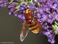 Große Waldschwebfliege, Hornissenschwebfliege (Volucella zonaria), Weibchen - DE (HH) 