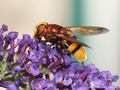 Große Waldschwebfliege, Hornissenschwebfliege (Volucella zonaria), Weibchen - DE (HH) 