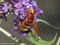 Große Waldschwebfliege, Hornissenschwebfliege (Volucella zonaria), Weibchen - DE (HH) 