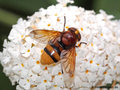 Große Waldschwebfliege, Hornissenschwebfliege (Volucella zonaria), Weibchen - DE (HH) 