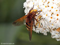 Große Waldschwebfliege, Hornissenschwebfliege (Volucella zonaria), Weibchen - DE (HH) 