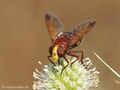 Große Waldschwebfliege, Hornissenschwebfliege (Volucella zonaria), Weibchen - DE (MV) 