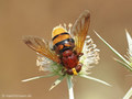 Große Waldschwebfliege, Hornissenschwebfliege (Volucella zonaria), Weibchen - DE (MV) 