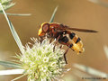 Große Waldschwebfliege, Hornissenschwebfliege (Volucella zonaria), Weibchen - DE (MV) 