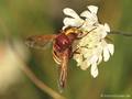 Große Waldschwebfliege, Hornissenschwebfliege (Volucella zonaria), Weibchen - DE (MV)
