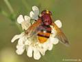 Große Waldschwebfliege, Hornissenschwebfliege (Volucella zonaria), Weibchen - DE (MV)