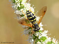Späte Wespenschwebfliege (Chrysotoxum festivum), Weibchen - DE MV)