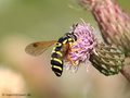 Späte Wespenschwebfliege (Chrysotoxum festivum), Weibchen - DE MV)