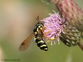 Späte Wespenschwebfliege (Chrysotoxum festivum), Weibchen - DE MV)