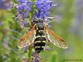 Späte Wespenschwebfliege (Chrysotoxum festivum), Weibchen - DE (MV)