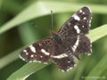 Landkärtchen (Araschnia levana), Sommergeneration - DE (NRW)