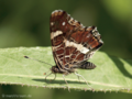 Landkärtchen (Araschnia levana), Sommergeneration - DE (SH)