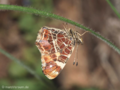 Landkärtchen (Araschnia levana), Frühjahrsgeneration - DE (MV)