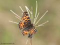 Landkärtchen (Araschnia levana), Frühjahrsgeneration - DE (MV)