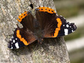 Admiral (Vanessa atalanta) - DE (MV)