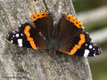 Admiral (Vanessa atalanta) - DE (MV)