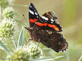 Admiral (Vanessa atalanta) - DE (NI)