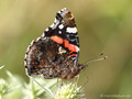 Admiral (Vanessa atalanta) - DE (NI)