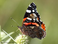 Admiral (Vanessa atalanta) - DE (NI)