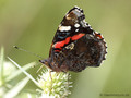 Admiral (Vanessa atalanta) - DE (NI)