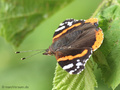 Admiral (Vanessa atalanta) - DE (MV)