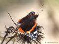 Admiral (Vanessa atalanta) - DE (NI)