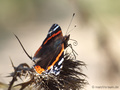 Admiral (Vanessa atalanta) - DE (NI)