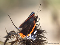 Admiral (Vanessa atalanta) - DE (NI)