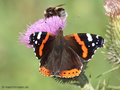 Admiral (Vanessa atalanta) - DE (NI)