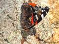 Admiral (Vanessa atalanta) - DE (MV)